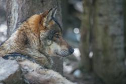 Parc alpha, le temps des loups