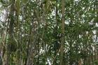 La bambouseraie prafrance